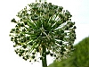 jardins03.JPG