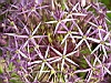 jardins04.JPG