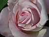 jardins06.JPG