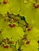 jardins09.JPG
