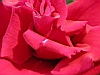 jardins12.JPG